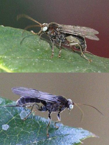 Réf. 214 413 : Piogaster sp.
